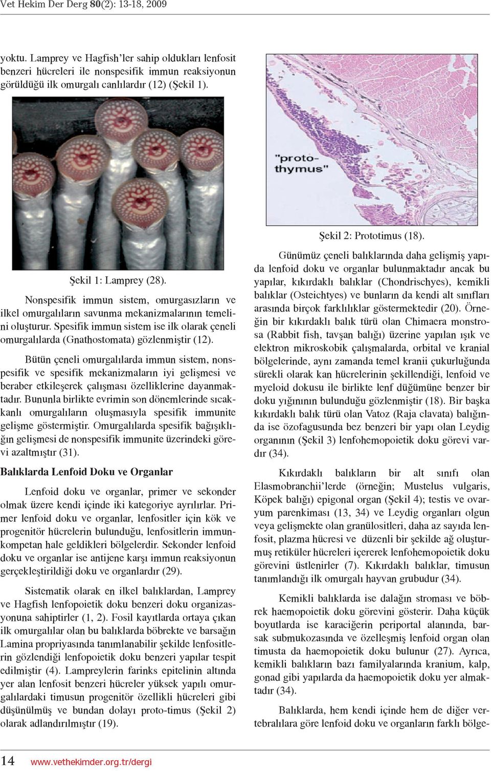 Spesifik immun sistem ise ilk olarak çeneli omurgalılarda (Gnathostomata) gözlenmiştir (12).