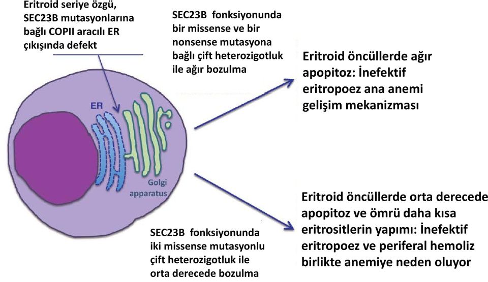 gelişim mekanizması SEC23B fonksiyonunda iki missense mutasyonlu çift heterozigotluk ile orta derecede bozulma Eritroid