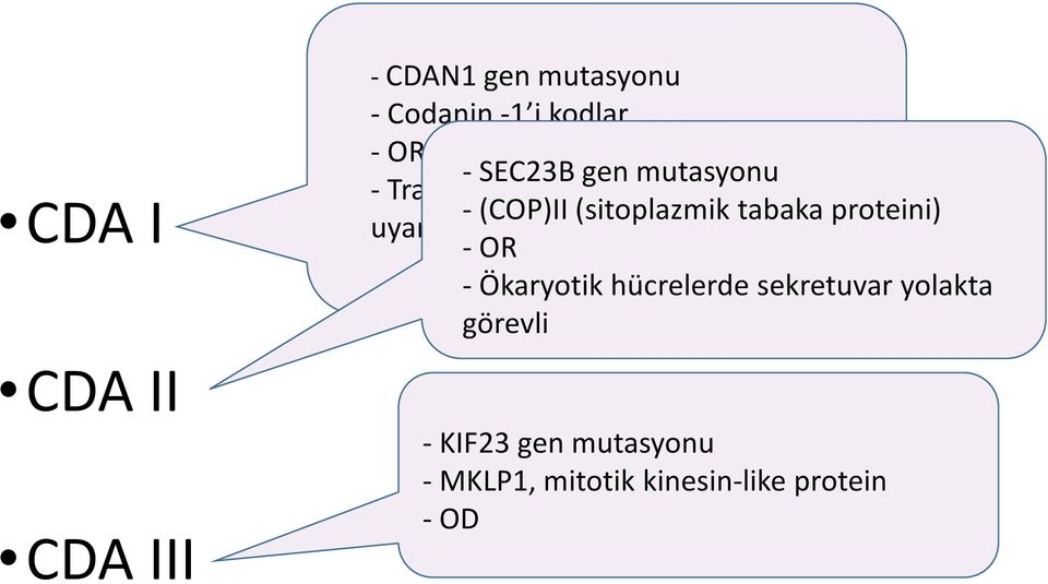 tabaka proteini) uyarılan bir nükleer protein - OR - Ökaryotik hücrelerde