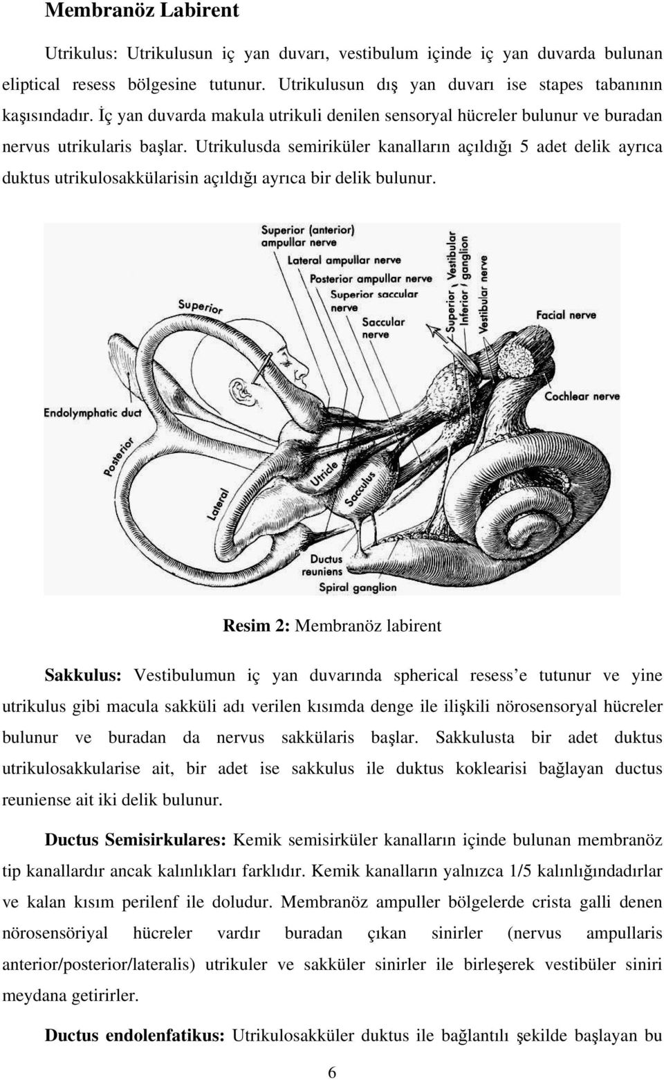 Utrikulusda semiriküler kanalların açıldıı 5 adet delik ayrıca duktus utrikulosakkülarisin açıldıı ayrıca bir delik bulunur.