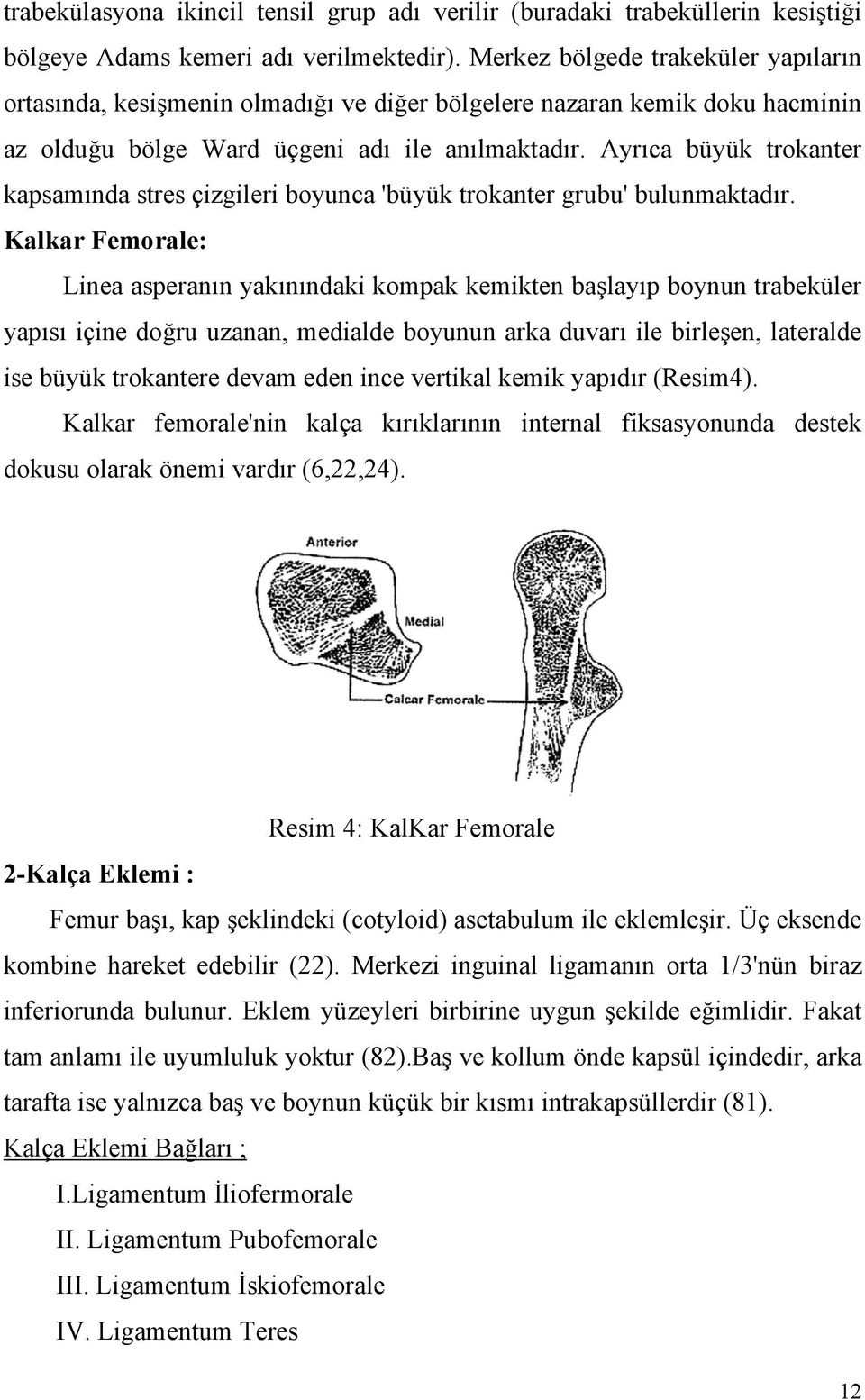 Ayrıca büyük trokanter kapsamında stres çizgileri boyunca 'büyük trokanter grubu' bulunmaktadır.