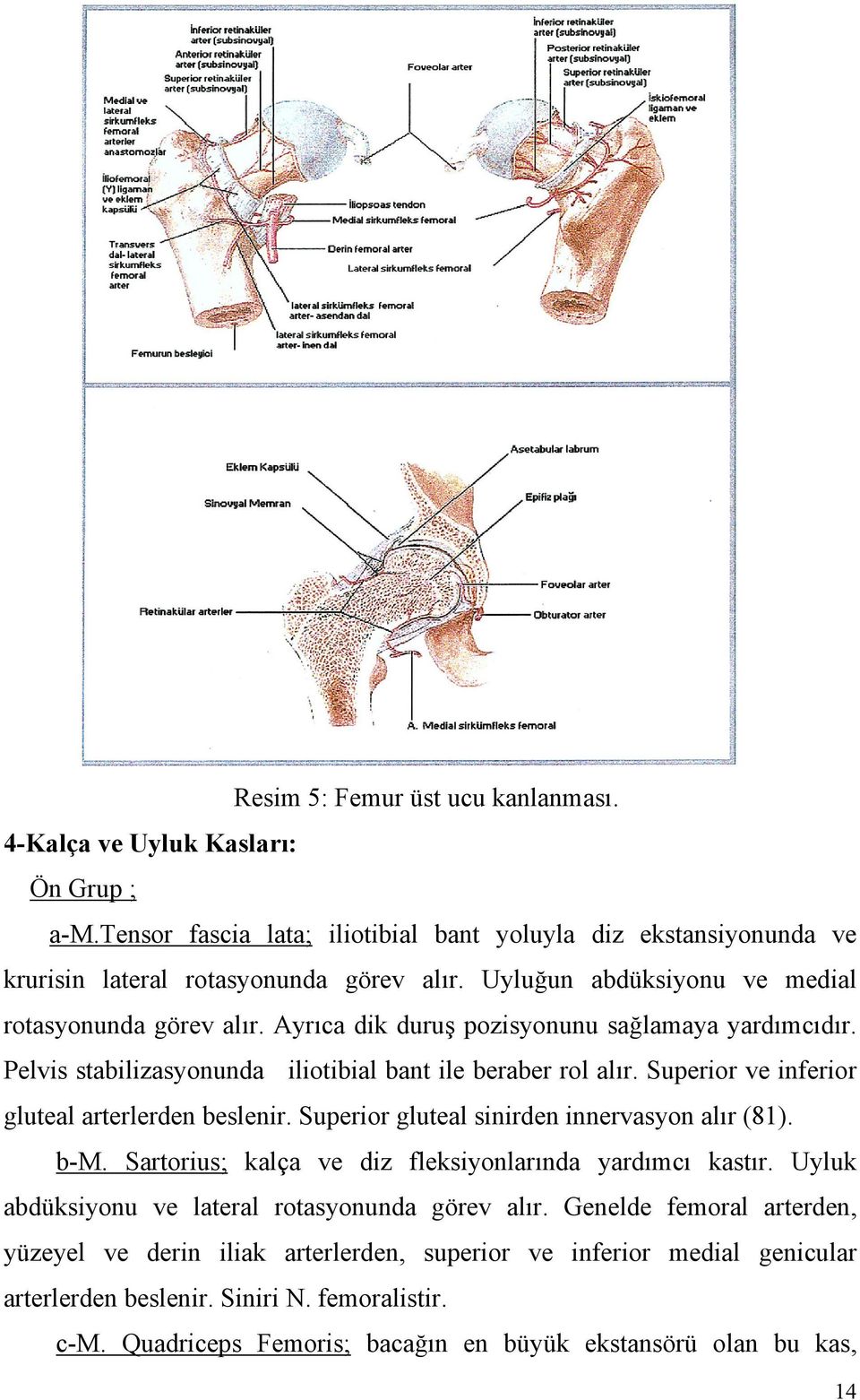 Superior ve inferior gluteal arterlerden beslenir. Superior gluteal sinirden innervasyon alır (81). b-m. Sartorius; kalça ve diz fleksiyonlarında yardımcı kastır.