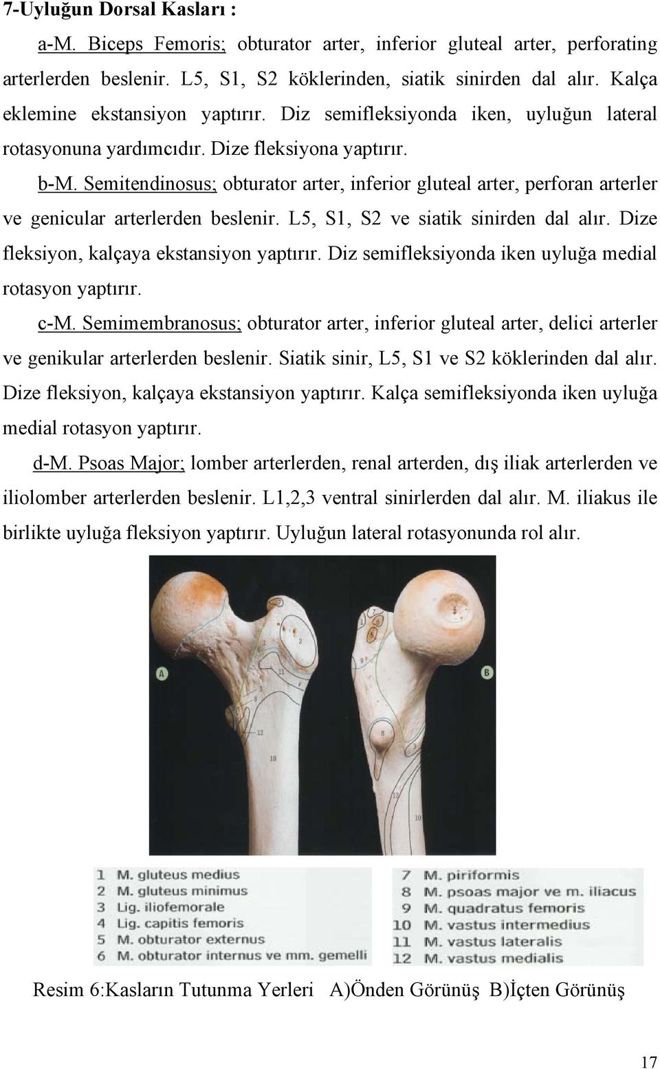Semitendinosus; obturator arter, inferior gluteal arter, perforan arterler ve genicular arterlerden beslenir. L5, S1, S2 ve siatik sinirden dal alır. Dize fleksiyon, kalçaya ekstansiyon yaptırır.