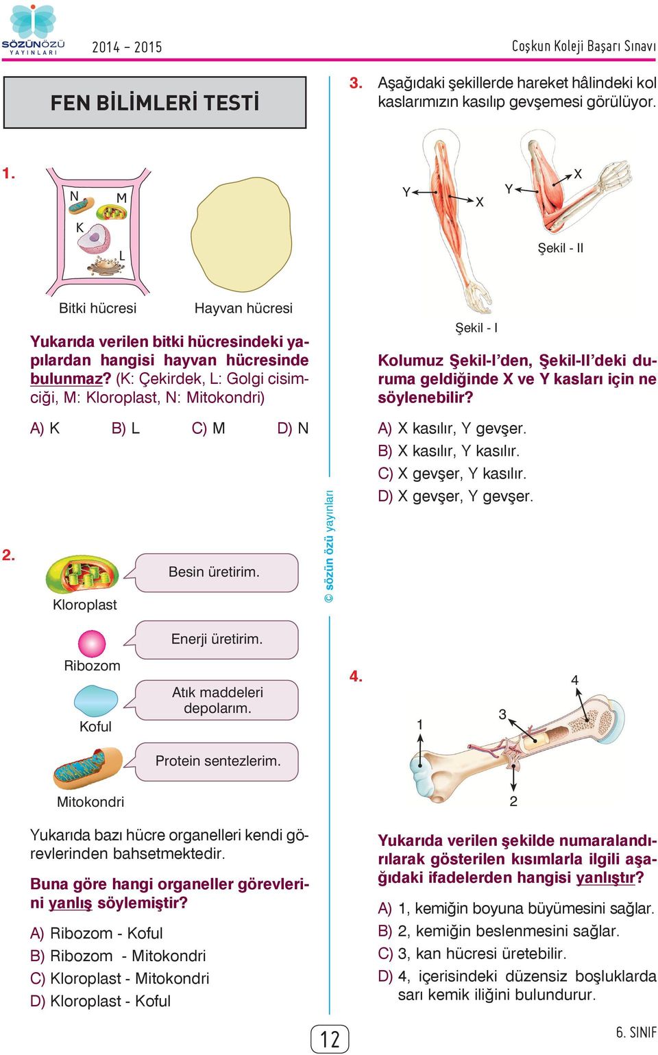 (K: Çekirdek, L: Golgi cisimciği, M: Kloroplast, N: Mitokondri) Þekil - I Kolumuz Şekil-I den, Şekil-II deki duruma geldiğinde X ve Y kasları için ne söylenebilir? 2.