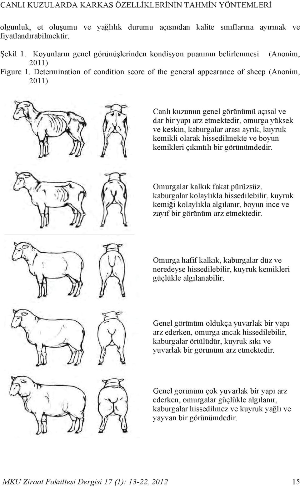 Determination of condition score of the general appearance of sheep (Anonim, 2011) Canlı kuzunun genel görünümü açısal ve dar bir yapı arz etmektedir, omurga yüksek ve keskin, kaburgalar arası ayrık,