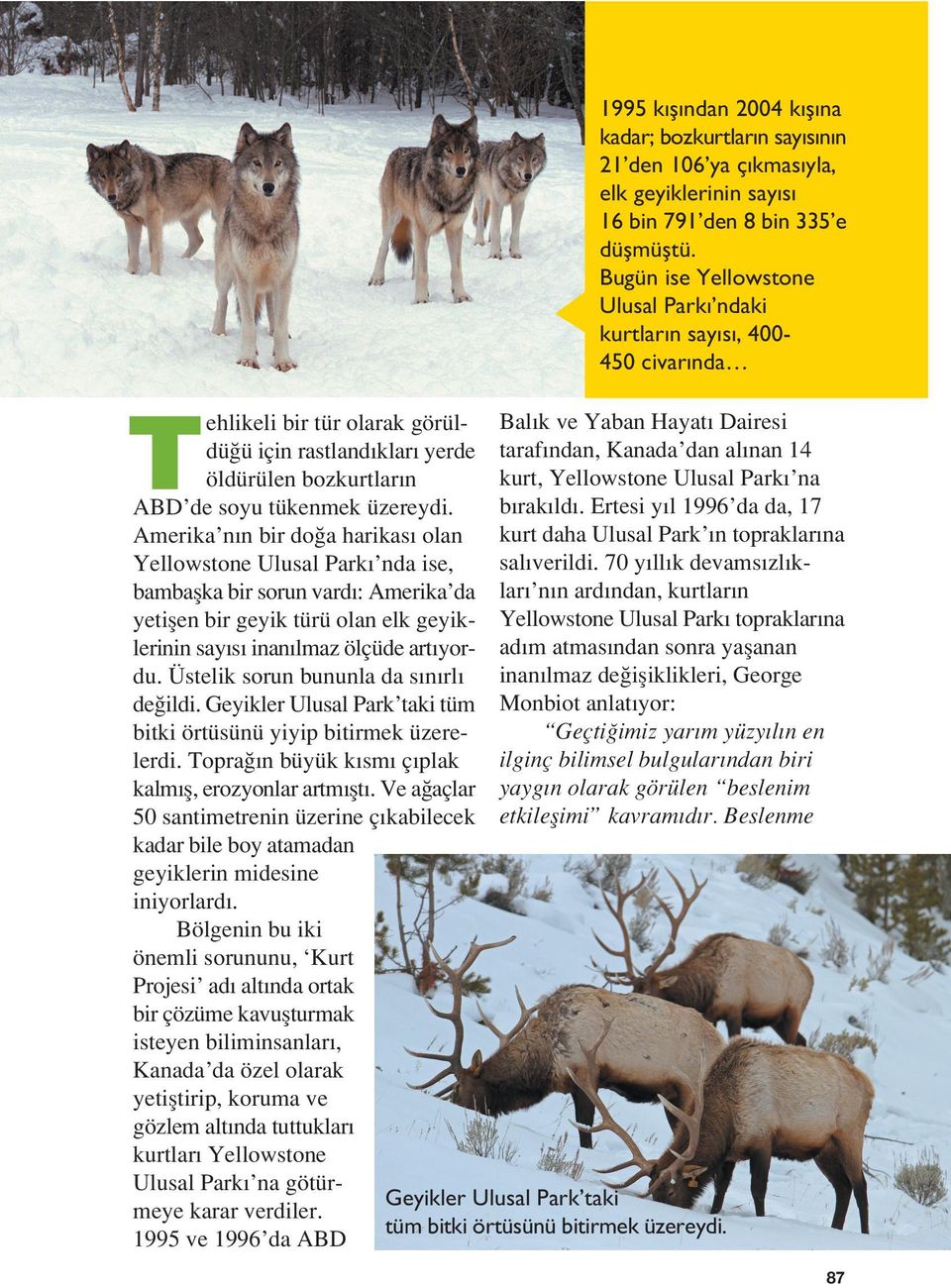 Amerika n n bir do a harikas olan Yellowstone Ulusal Park nda ise, bambaflka bir sorun vard : Amerika da yetiflen bir geyik türü olan elk geyiklerinin say s inan lmaz ölçüde art yordu.