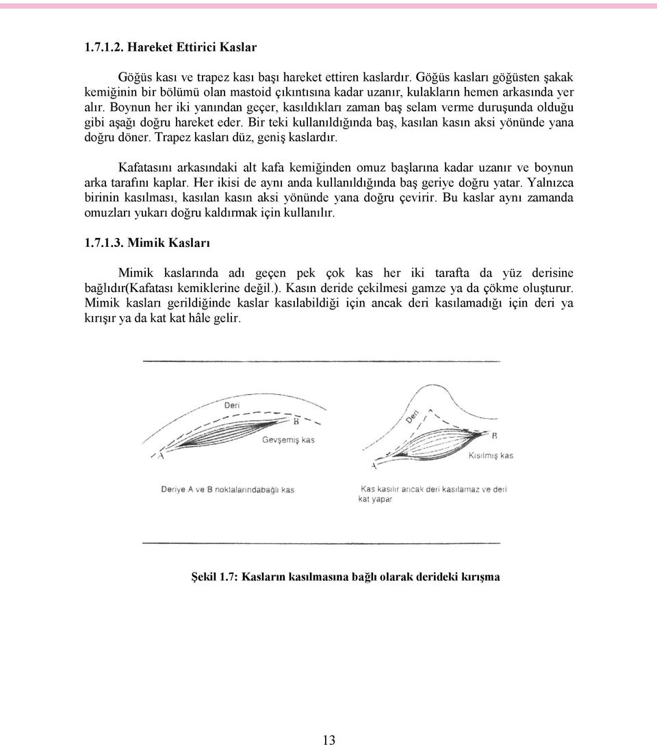 Boynun her iki yanından geçer, kasıldıkları zaman baş selam verme duruşunda olduğu gibi aşağı doğru hareket eder. Bir teki kullanıldığında baş, kasılan kasın aksi yönünde yana doğru döner.