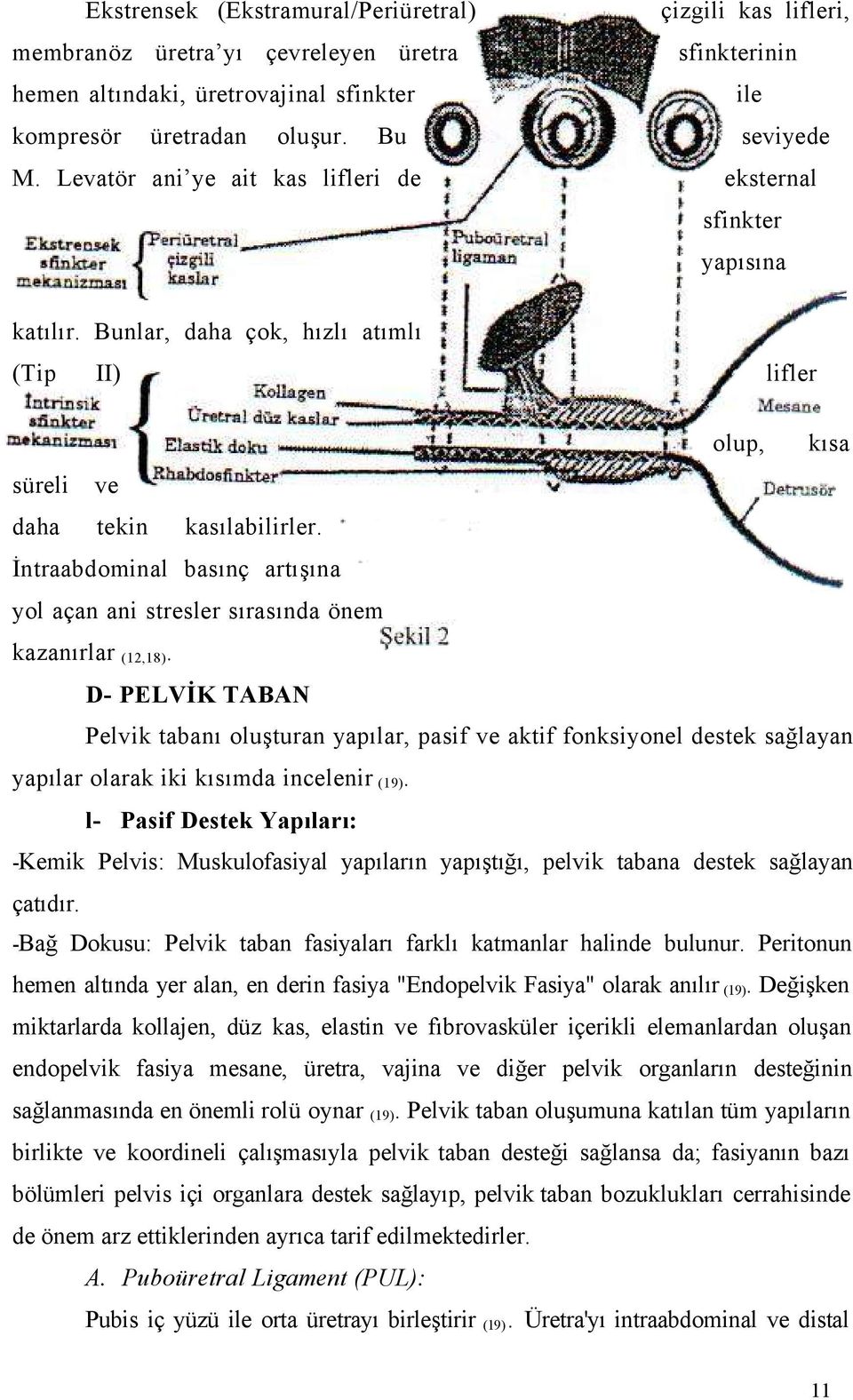 İntraabdominal basınç artışına yol açan ani stresler sırasında önem kazanırlar (12,18).