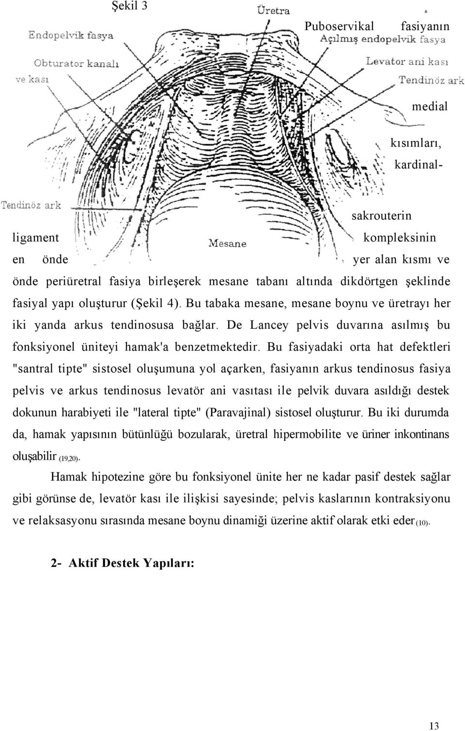 Bu fasiyadaki orta hat defektleri "santral tipte" sistosel oluşumuna yol açarken, fasiyanın arkus tendinosus fasiya pelvis ve arkus tendinosus levatör ani vasıtası ile pelvik duvara asıldığı destek