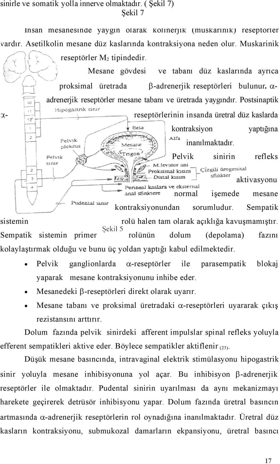 - adrenerjik reseptörler mesane tabanı ve üretrada yaygındır. Postsinaptik - reseptörlerinin insanda üretral düz kaslarda kontraksiyon yaptığına inanılmaktadır.