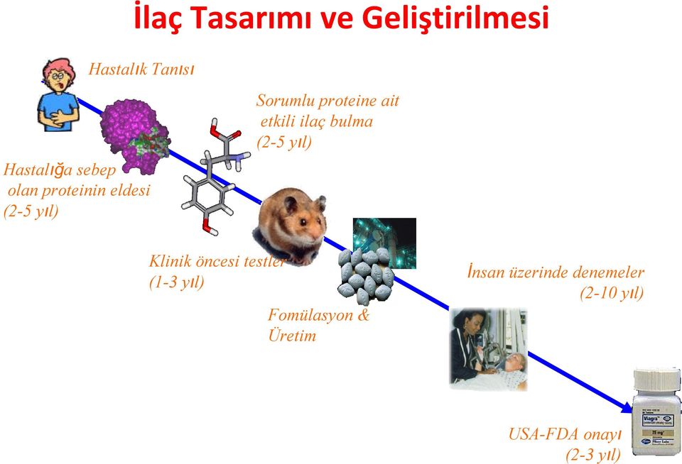 proteinin eldesi (2-5 yıl) Klinik öncesi testler (1-3 yıl)