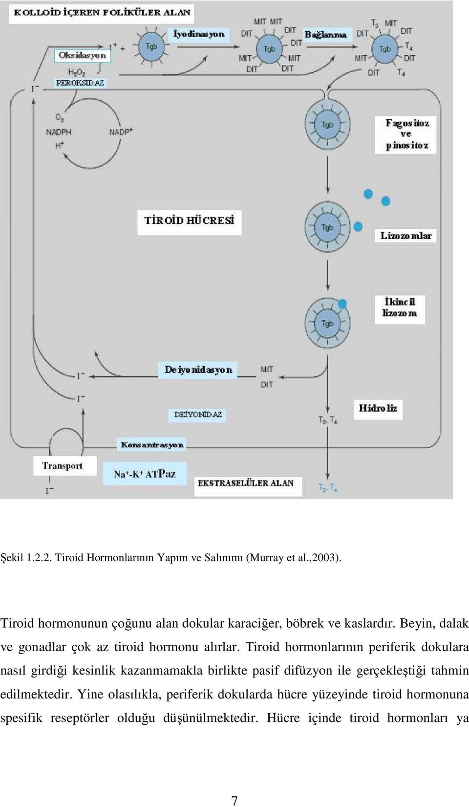 Beyin, dalak ve gonadlar çok az tiroid hormonu alırlar.