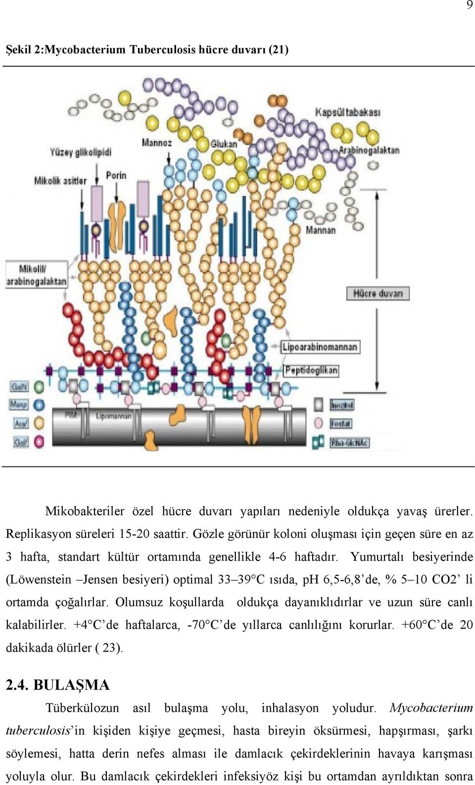 Yumurtalı besiyerinde (Löwenstein Jensen besiyeri) optimal 33 39 C ısıda, ph 6,5-6,8 de, % 5 10 CO2 li ortamda çoğalırlar. Olumsuz koşullarda oldukça dayanıklıdırlar ve uzun süre canlı kalabilirler.