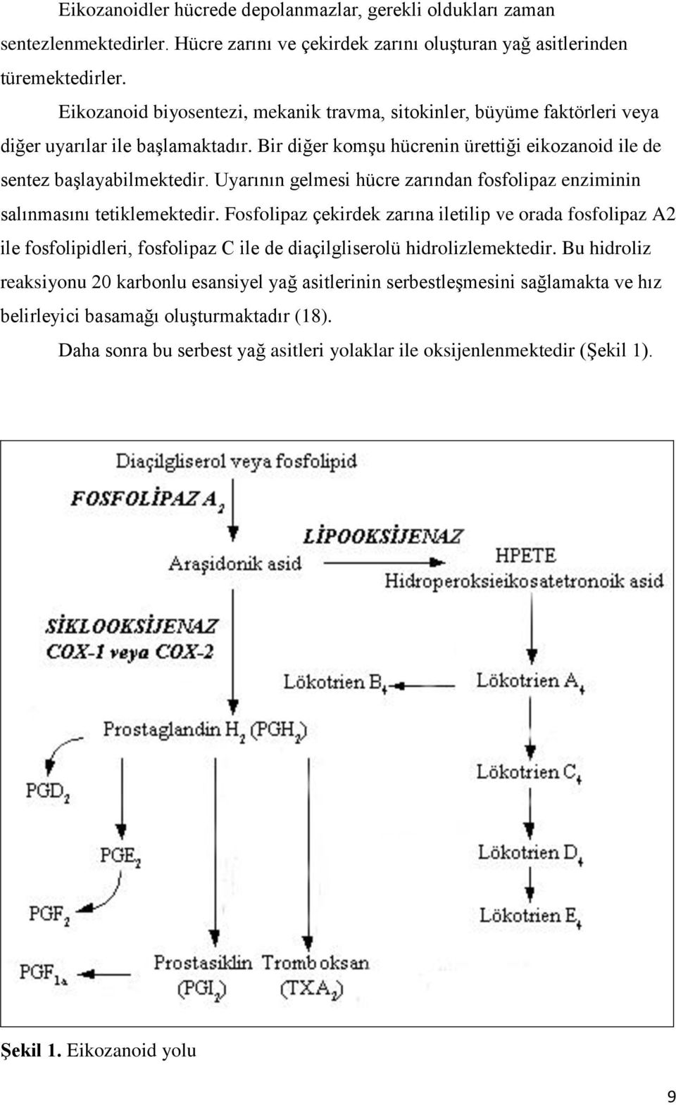 Uyarının gelmesi hücre zarından fosfolipaz enziminin salınmasını tetiklemektedir.