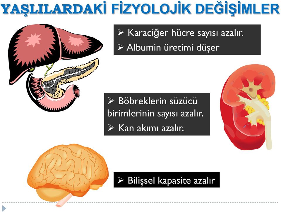 Albumin üretimi düşer Böbreklerin süzücü