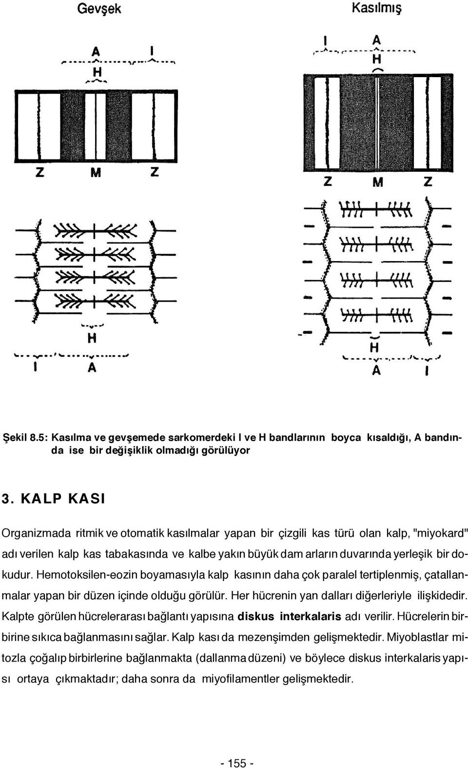 Hemotoksilen-eozin boyamasıyla kalp kasının daha çok paralel tertiplenmiş, çatallanmalar yapan bir düzen içinde olduğu görülür. Her hücrenin yan dalları diğerleriyle ilişkidedir.