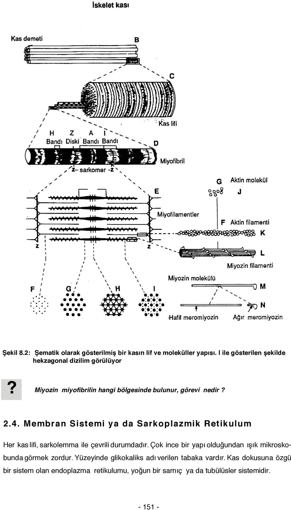 Membran Sistemi ya da Sarkoplazmik Retikulum Her kas lifi, sarkolemma ile çevrili durumdadır.