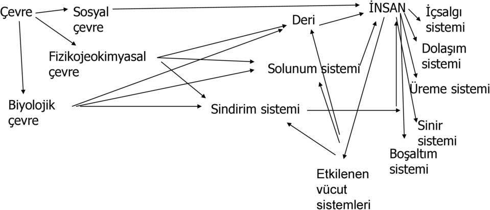 Solunum sistemi Etkilenen vücut sistemleri İNSAN