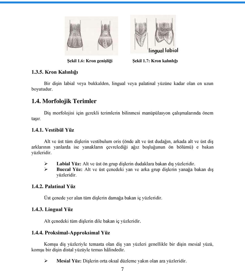 4.1. Vestibül Yüz Alt ve üst tüm diģlerin vestibulum oris (önde alt ve üst dudağın, arkada alt ve üst diģ arklarının yanlarda ise yanakların çevrelediği ağız boģluğunun ön bölümü) e bakan yüzleridir.