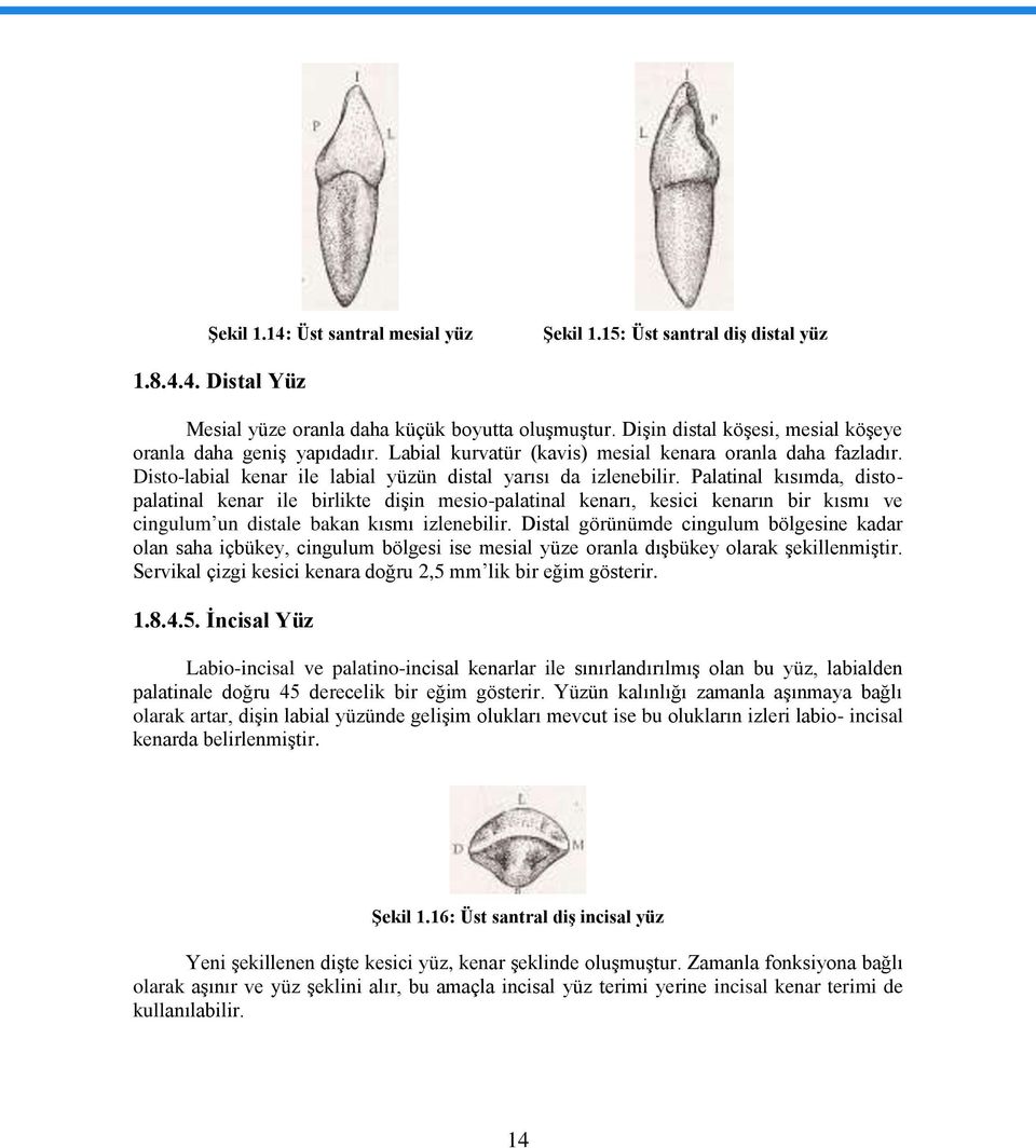 Palatinal kısımda, distopalatinal kenar ile birlikte diģin mesio-palatinal kenarı, kesici kenarın bir kısmı ve cingulum un distale bakan kısmı izlenebilir.