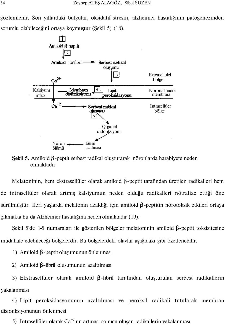 azalması Şekil 5. Amiloid -peptit serbest radikal oluşturarak nöronlarda harabiyete neden olmaktadır.