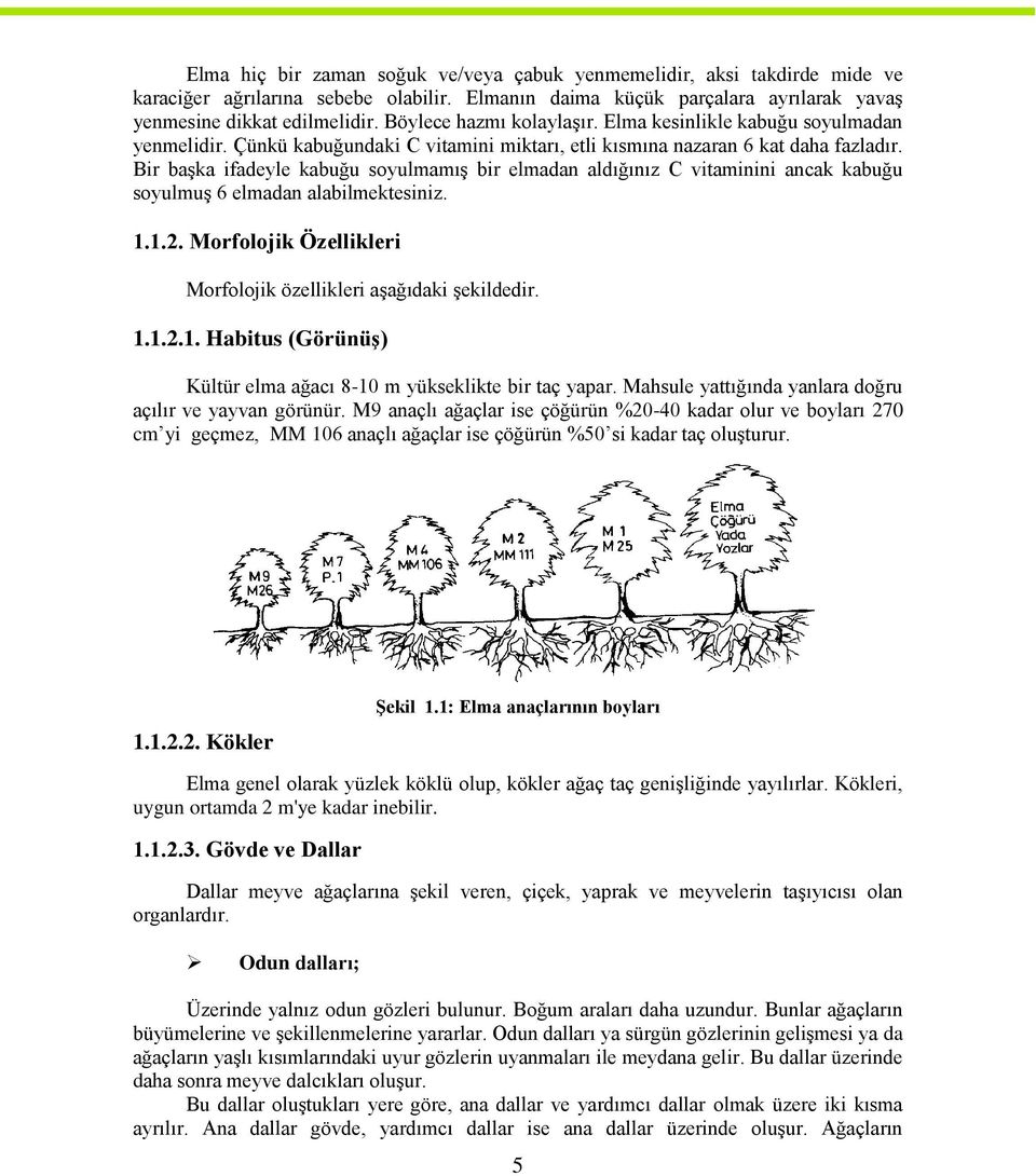 Bir başka ifadeyle kabuğu soyulmamış bir elmadan aldığınız C vitaminini ancak kabuğu soyulmuş 6 elmadan alabilmektesiniz. 1.1.2. Morfolojik Özellikleri Morfolojik özellikleri aşağıdaki şekildedir. 1.1.2.1. Habitus (Görünüş) Kültür elma ağacı 8-10 m yükseklikte bir taç yapar.