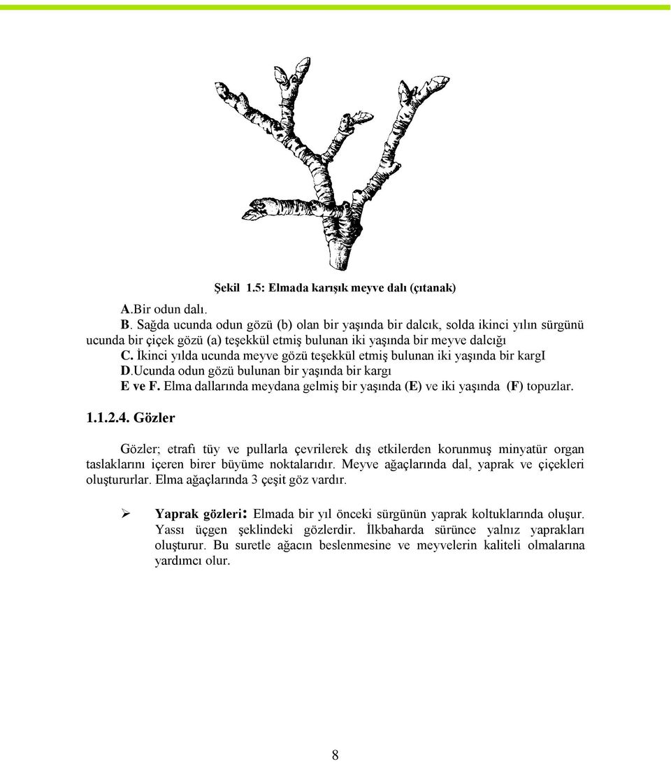 İkinci yılda ucunda meyve gözü teşekkül etmiş bulunan iki yaşında bir kargi D.Ucunda odun gözü bulunan bir yaşında bir kargı E ve F.