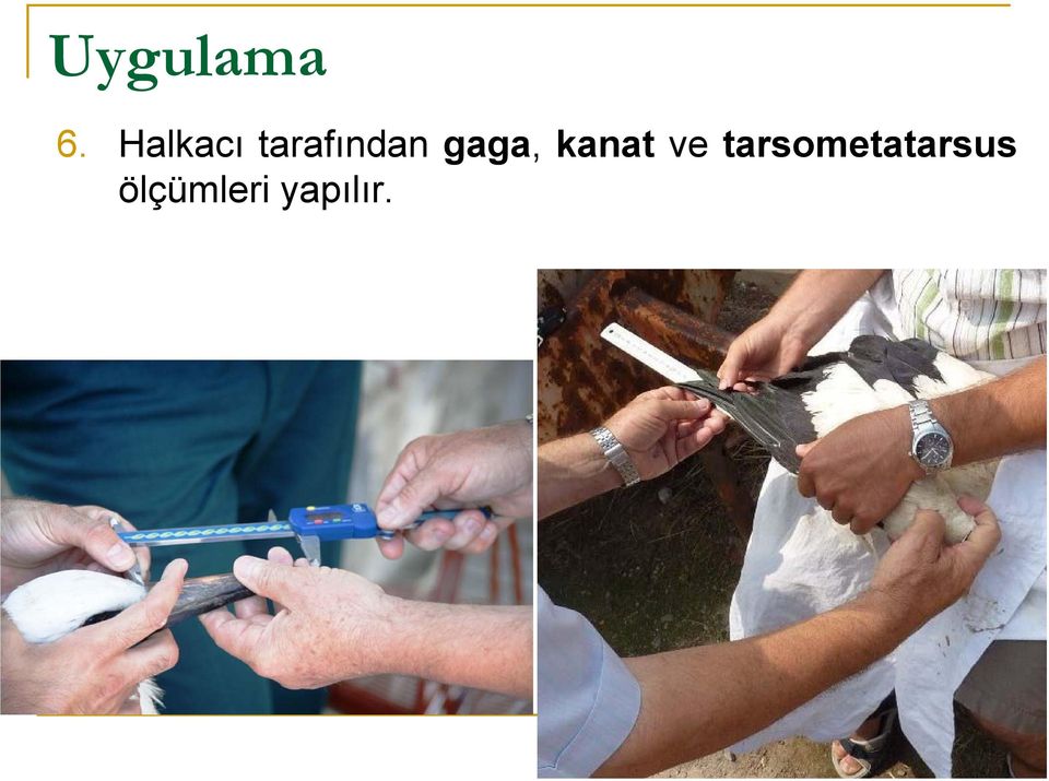 gaga, kanat ve