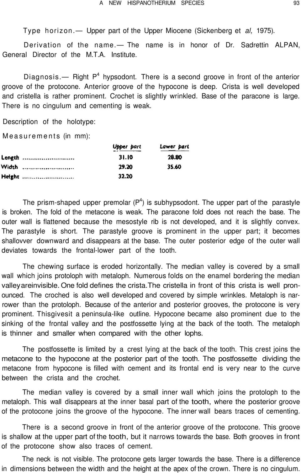 Crista is well developed and cristella is rather prominent. Crochet is slightly wrinkled. Base of the paracone is large. There is no cingulum and cementing is weak.