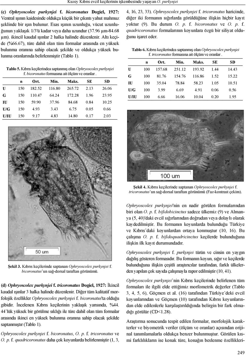 Esas ışının uzunluğu, vücut uzunluğunun yaklaşık 1/3'ü kadar veya daha uzundur (37.96 µm-84.68 µm). ikincil kaudal ışınlar 2 halka halinde düzenlenir. Altı keçide (%66.