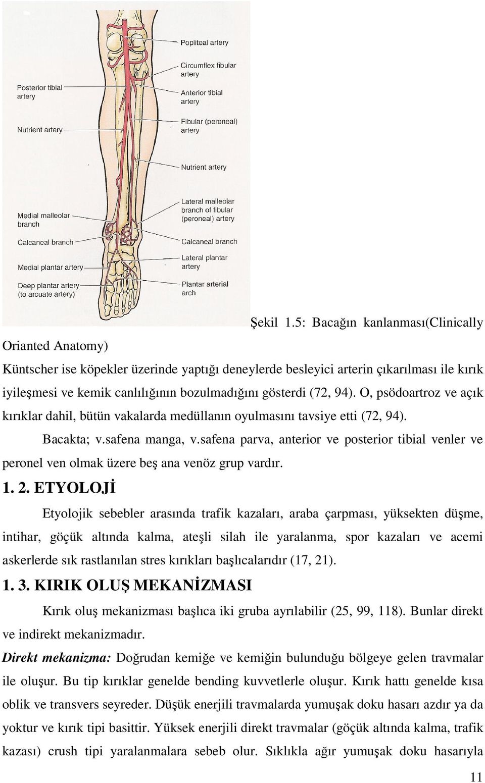 (72, 94). O, psödoartroz ve açık kırıklar dahil, bütün vakalarda medüllanın oyulmasını tavsiye etti (72, 94). Bacakta; v.safena manga, v.