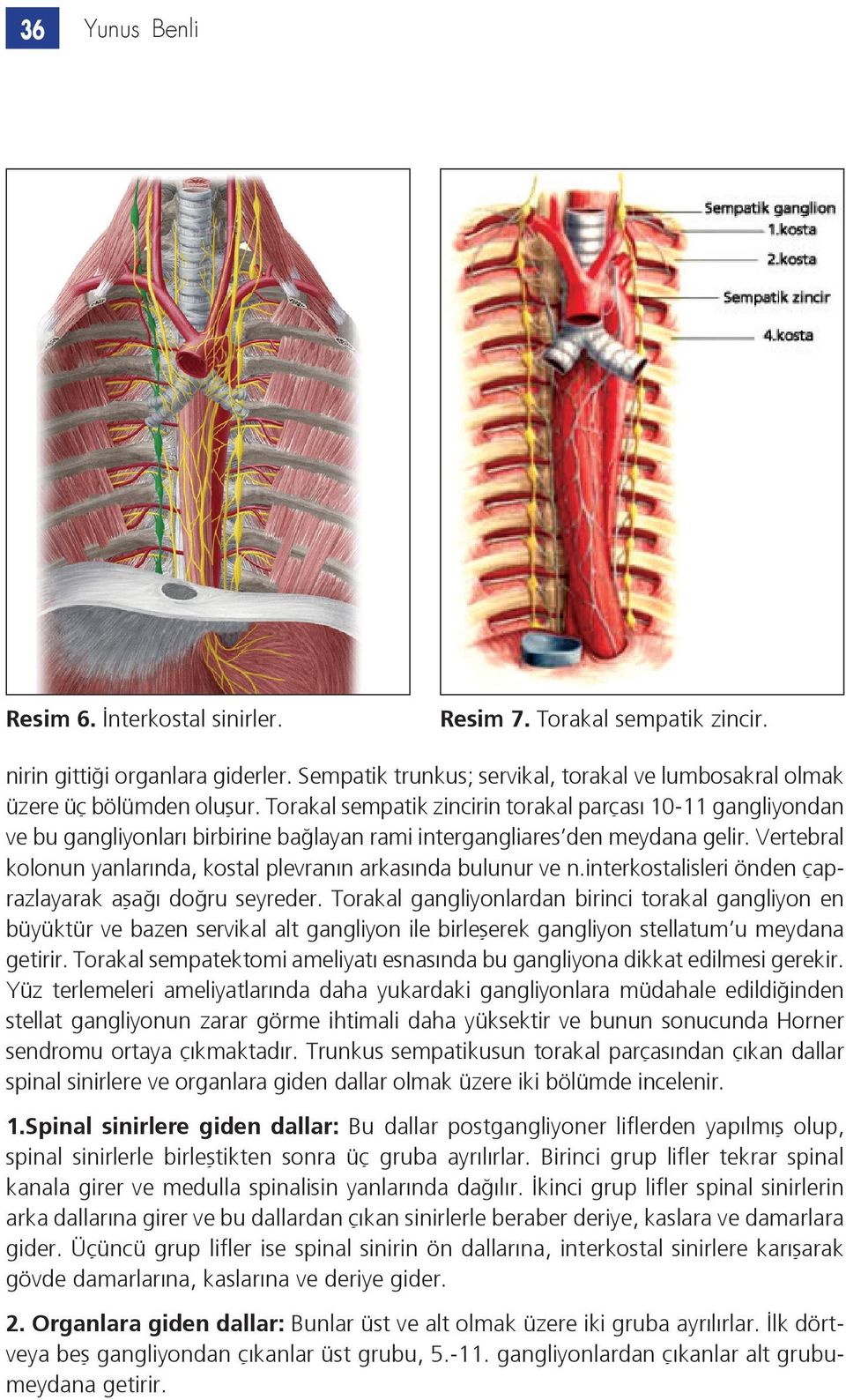 Vertebral kolonun yanlarında, kostal plevranın arkasında bulunur ve n.interkostalisleri önden çaprazlayarak aşağı doğru seyreder.