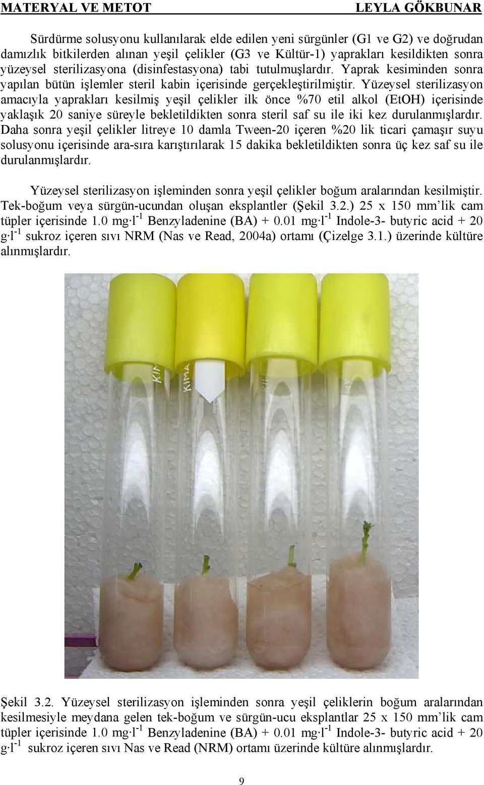 Yüzeysel sterilizasyon amacıyla yaprakları kesilmiş yeşil çelikler ilk önce %70 etil alkol (EtOH) içerisinde yaklaşık 20 saniye süreyle bekletildikten sonra steril saf su ile iki kez durulanmışlardır.