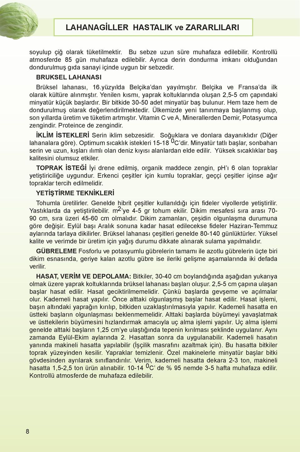 Belçika ve Fransa da ilk olarak kültüre alınmıştır. Yenilen kısmı, yaprak koltuklarında oluşan 2,5-5 cm çapındaki minyatür küçük başlardır. Bir bitkide 30-50 adet minyatür baş bulunur.