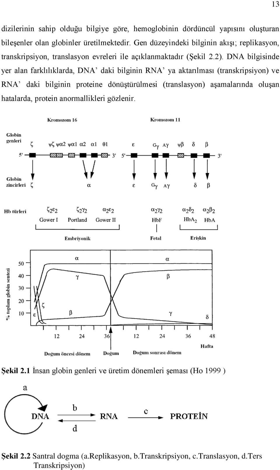 DNA bilgisinde yer alan farklılıklarda, DNA daki bilginin RNA ya aktarılması (transkripsiyon) ve RNA daki bilginin proteine dönüştürülmesi (translasyon)