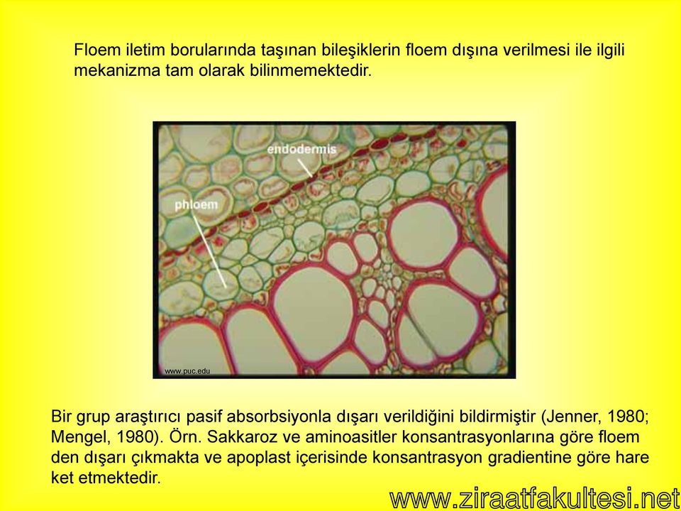 içerisinde konsantrasyon gradientine göre hare ket etmektedir. www.ziraatfakultesi.