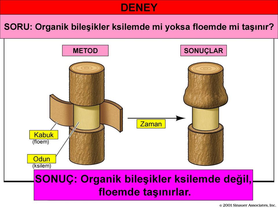 METOD SONUÇLAR Kabuk (floem) Zaman Odun