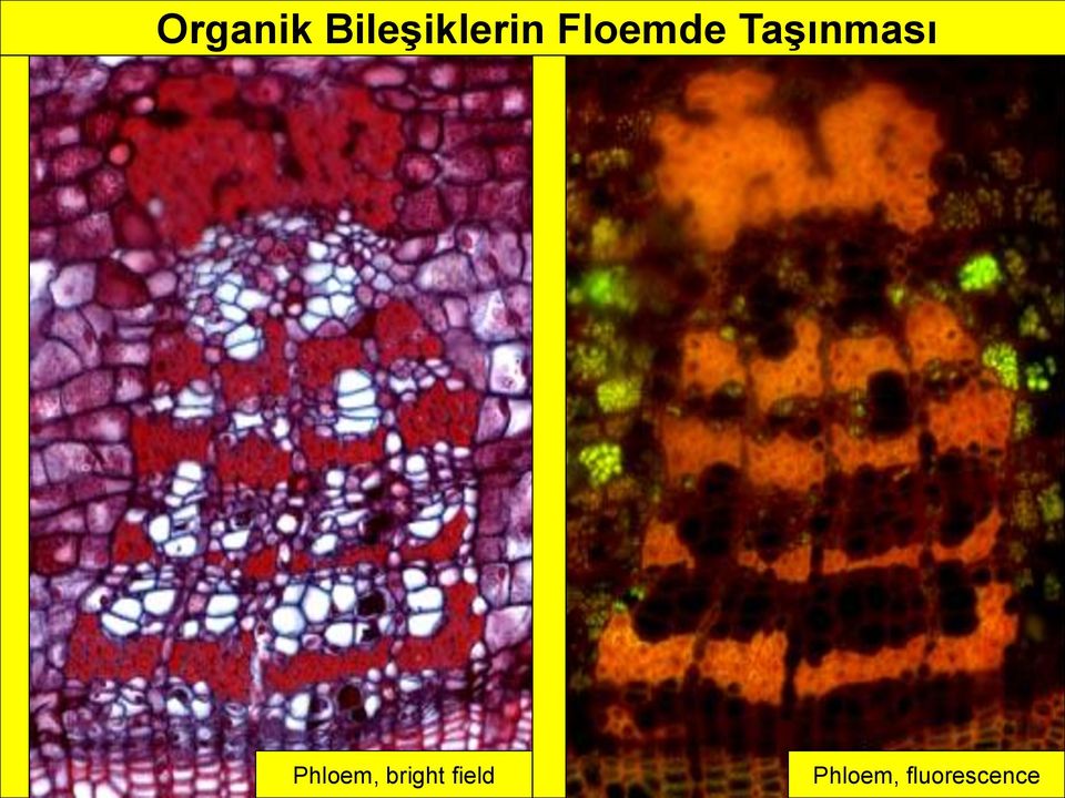 Floemde TaĢınması