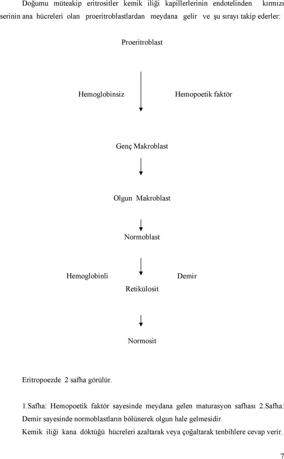 Retikülosit Demir Normosit Eritropoezde 2 safha görülür. 1.Safha: Hemopoetik faktör sayesinde meydana gelen maturasyon safhası 2.