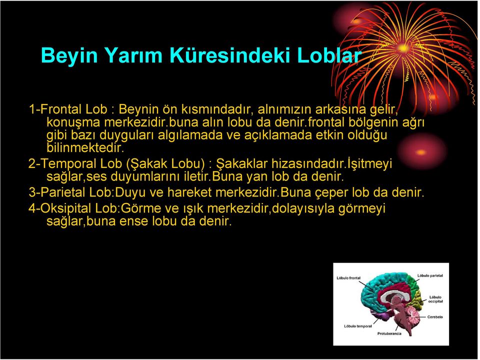 2-Temporal Lob (Şakak Lobu) : Şakaklar hizasındadır.işitmeyi sağlar,ses duyumlarını iletir.buna yan lob da denir.