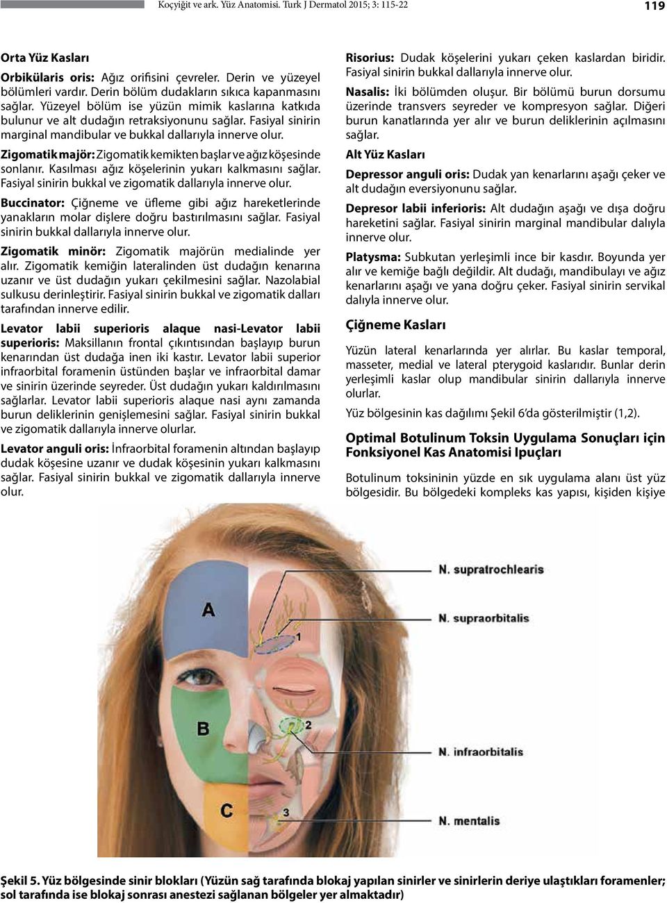 Fasiyal sinirin marginal mandibular ve bukkal dallarıyla innerve olur. Zigomatik majör: Zigomatik kemikten başlar ve ağız köşesinde sonlanır. Kasılması ağız köşelerinin yukarı kalkmasını sağlar.