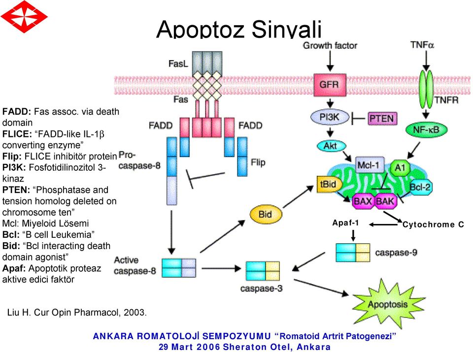 Fosfotidilinozitol 3- kinaz PTEN: Phosphatase and tension homolog deleted on chromosome ten Mcl: