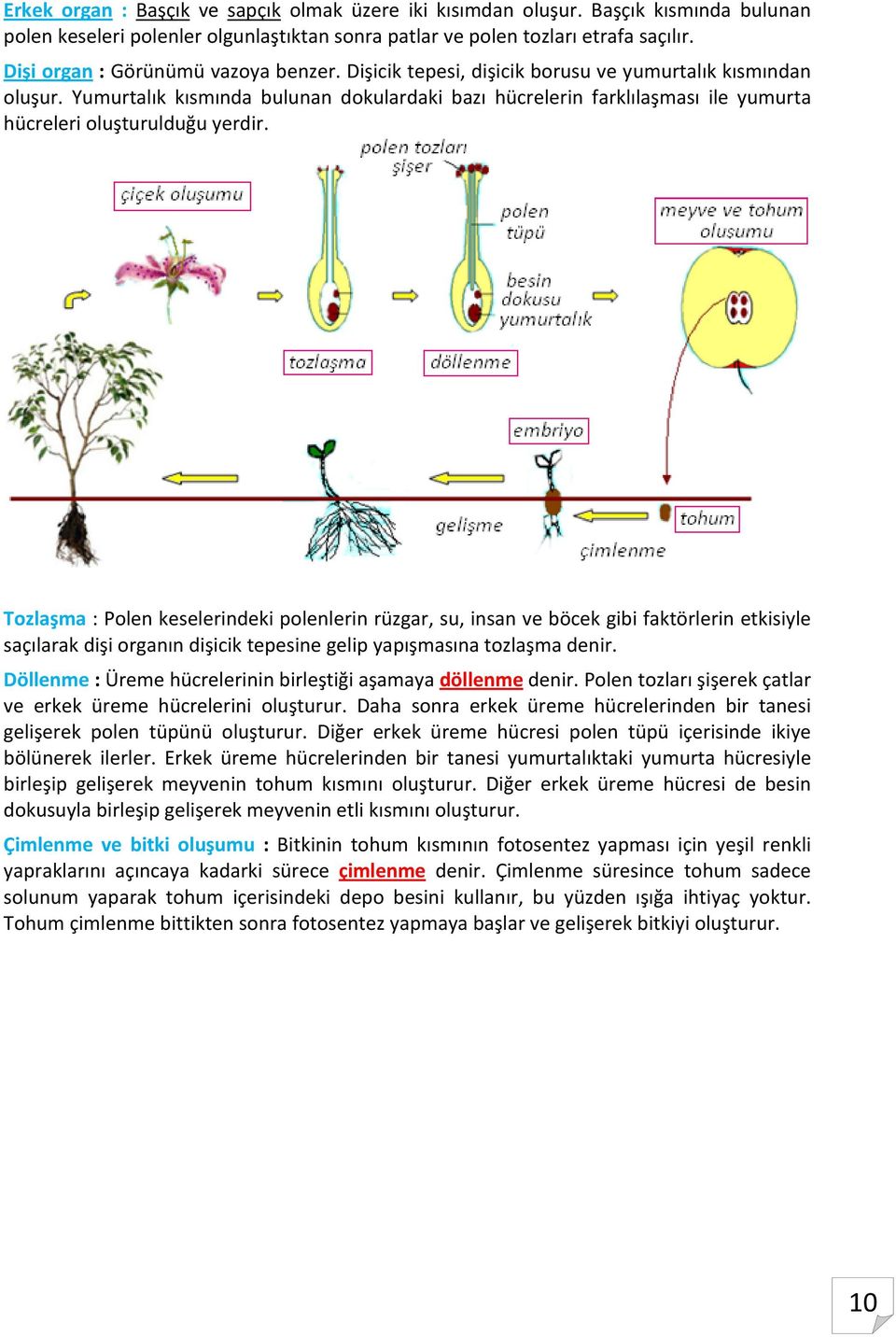 Yumurtalık kısmında bulunan dokulardaki bazı hücrelerin farklılaşması ile yumurta hücreleri oluşturulduğu yerdir.