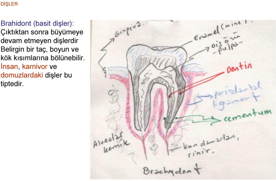 taç, boyun ve kök kısımlarına bölünebilir.