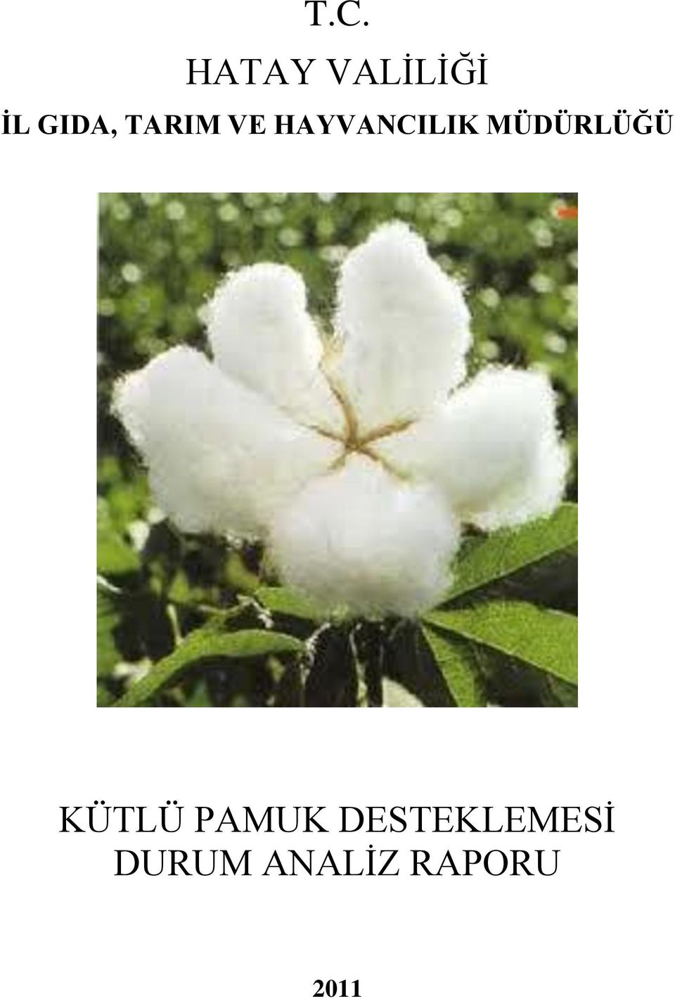 MÜDÜRLÜĞÜ KÜTLÜ PAMUK