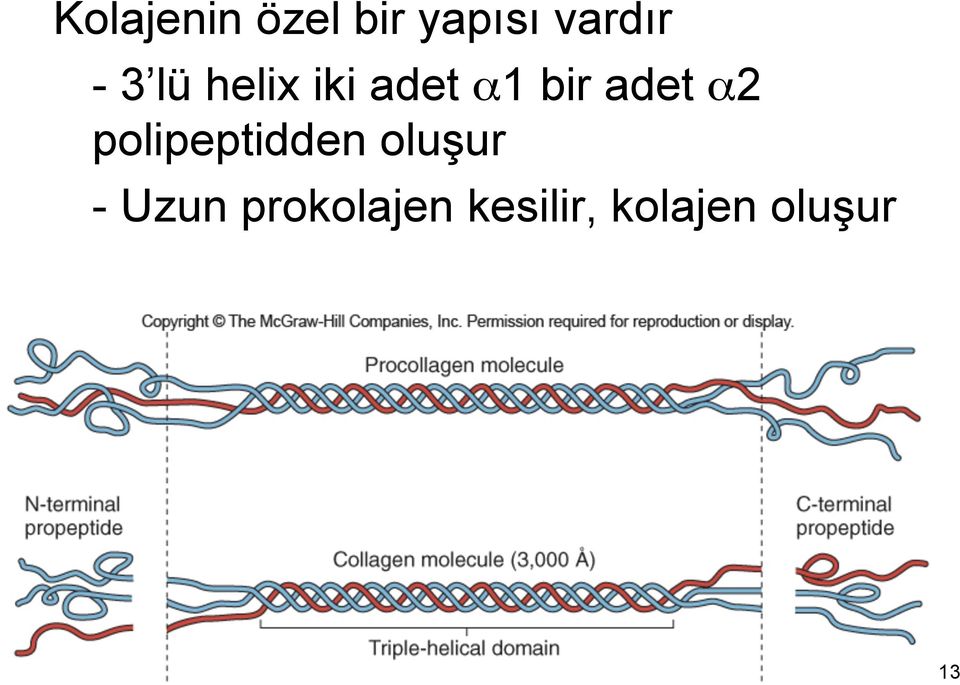 α2 polipeptidden oluşur - Uzun