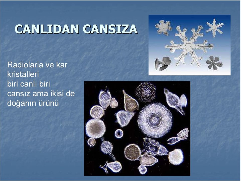 kristalleri biri canlı