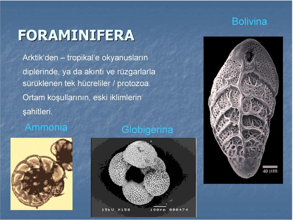 rüzgarlarla sürüklenen tek hücreliler / protozoa.