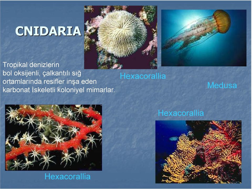 eden karbonat İskeletli koloniyel mimarlar.