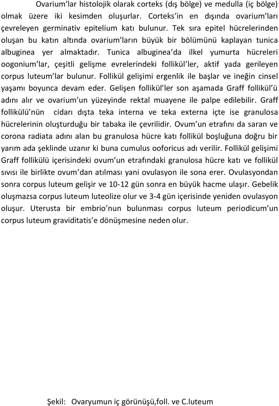 Tunica albuginea da ilkel yumurta hücreleri oogonium lar, çeşitli gelişme evrelerindeki follikül ler, aktif yada gerileyen corpus luteum lar bulunur.